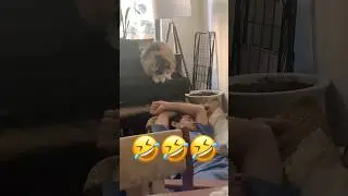What does my cat do when I'm sleeping? 😂👈 #cat #cats #funny #funnyanimals #pet #petshorts #shorts