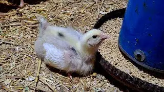 لازم افكركم بالوصفة دى كل شويه☝️ علشان مهمة جدا للفراخ للتسمين 🐔صيدلية كاملة 👌
