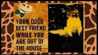 ♛ SIMPLE DOG RELAXATION TRICK_ animal sound therapy + free mp3