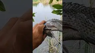 Mata Paser 4.5 mm efektif tembak ikan jarak 10 Meter