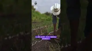 Enfermedades comunes en la cebolla cabezona 🧅🧅🧅