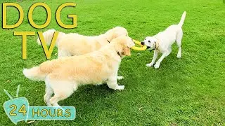 DOG TV: Videos Fun & Entertain for Dogs to Watch All Day When Alone - Best Relax Music for Dogs