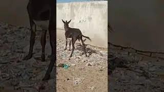 donkey new video| #donkey #donkeyfunny #animalshorts #tharparkar #villagelife #youtubeshorts #king