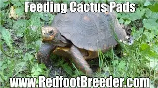 Redfoot Tortoise Diet: Feeding Cactus Pads