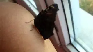 Vanessa io on my hand