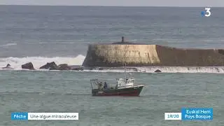 Algues rouges : r&eacute;colte exceptionnelle sur la c&ocirc;te basque