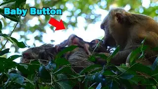 Butter monkey and baby button clean her self on the tree with an old monkey