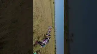 Assam's skilled women gracefully harvest rice, embodying rich traditions with trusty sickles #dji