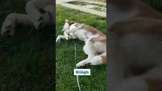Red Husky Kai says Mondays 😩