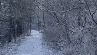 Beautiful View After Snow Fall At Buffalo New York #youtubeshorts | NY | Tree | Snow |nydesitraveler