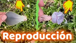 C&Oacute;MO REPRODUCIR SUCULENTA ECHEVERIA PERLE VON NURNBERG || HUERTO CITADINO