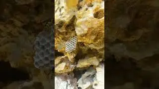 The European paper wasp can also nest in small cavities.