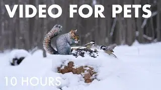 Cat TV for Pets to Watch 🐱 - Birds, Squirrels and Forest Friends in Snowfall - Jan 21, 2026