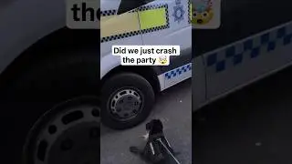In the hood when my retired police dog crashed the party #police #cops #shorts #viral #trending #dog