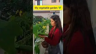 My organic vegetable garden #organic  #gardening #youtubeshorts
