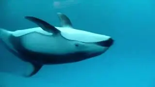 Shedd Aquarium - Cetaceans - 2016