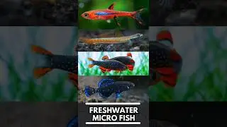 20 Tiny Freshwater Aquarium Fish That Stay Small &ndash; SHORTS