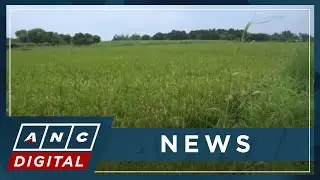 DAR, Land Bank ordered to pay Hacienda Luisita P28-B compensation | ANC