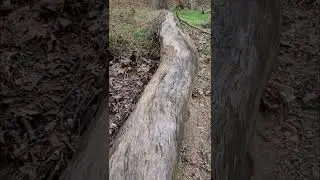 Exploring Jones Falls Trail and a mysterious stone hut (Baltimore City)