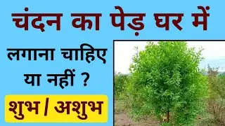 चंदन का पेड़ घर में लगाना शुभ या अशुभ | ghar mein chandan ka ped lagana chahie ya nahin.