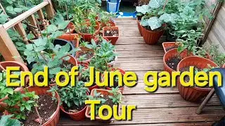 End of June full Vegetables Garden update #gardening Lau/Naga chilli/Aubergine/Shim London UK