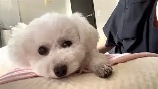 最近の愛犬の様子と健康に不安を感じる飼い主のリアルな日常