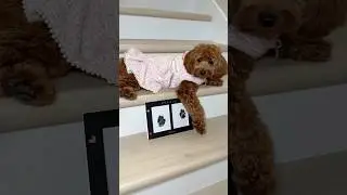 Amazon pet parent favorite! 🐾 #puppy #goldendoodle #petproducts #amazon #amazonpets #amazonfinds