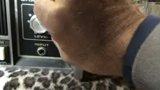 Peavey CS-800 Amp Channel B Demo
