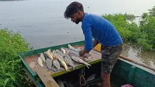 Fishing in Pong Dam II  पोंग डैम में मछली व्यापार II