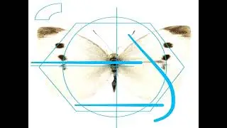 iokera - butterfly icarus (iokera/iji)