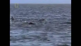 The Living Edens : Northern Fur Seals of Kamchatka