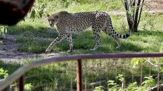 Seltene afrikanische Geparden-Br&uuml;der treffen im britischen Chester Zoo ein