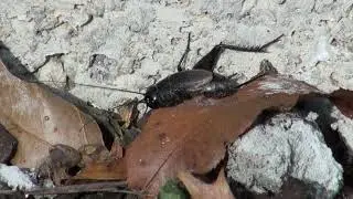Freeze tolerance of insects