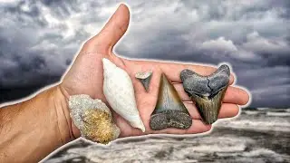 Megalodon Shark Tooth Hunting In The Aftermath Of Hurricane Isaias! Fossils On Florida Dirt Roads!