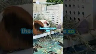 Can Guinea Pigs Take Any Pet Medications? What You Need to Know