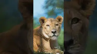 The female lion#beautifully cheeta #cover voices do enjoy. .