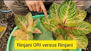 Rinjani ORI versus Rinjani #aglaonema #semiaglao #semiaglao #plants 
