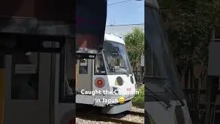 Cat train in Japan #goodluck