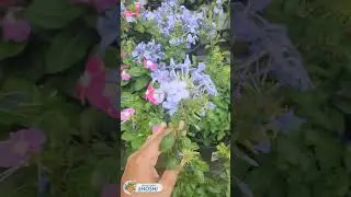Lowe's flower collection #shorts #lowes #flowers #texasgardening #flowercollection