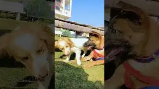 Z plus dog security #doglover #dog #zplussecurity #happynewyear