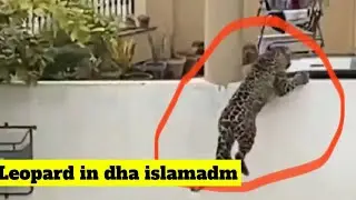 Leopard in DHA phase 2 ISLAMADM #islamabad islamabad #dha
