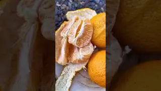 Sumo citrus is back in season! #sumocitrus #dekopon #citrus