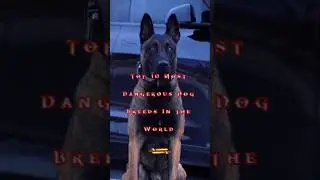 Top 10 Most Dangerous Dog Breeds In the World #shorts #dangerous  #dogs #top10
