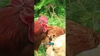 Hens Can Talk to Their Eggs Before They Hatch #animalfacts #naturefacts