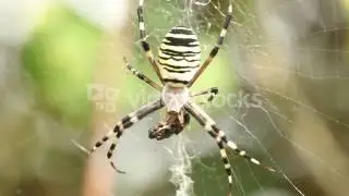MACRO CLOSE UP ON SPIDER EATING PREY SCARY BLACK AND YELLOW STRIPES BIG SPIDER BIG SPIDER CLOSE UP A