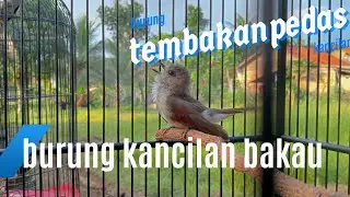 Tembakan pedes kancilan bakau
