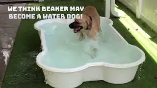 Beaker is a water dog!