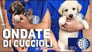 ONDATE DI CUCCIOLATE A BENEVENTO