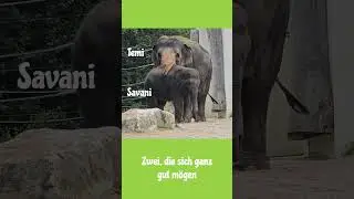 Elefantenkuh Temi & Savani  🐘#tierparkhellabrunn #elefant #elefantenalltag