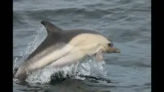 Faune Oc&eacute;an en images